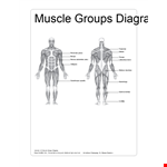 Human Muscle Chart - Comprehensive Guide to Muscular Anatomy for Fitness and Anatomy Enthusiasts example document template