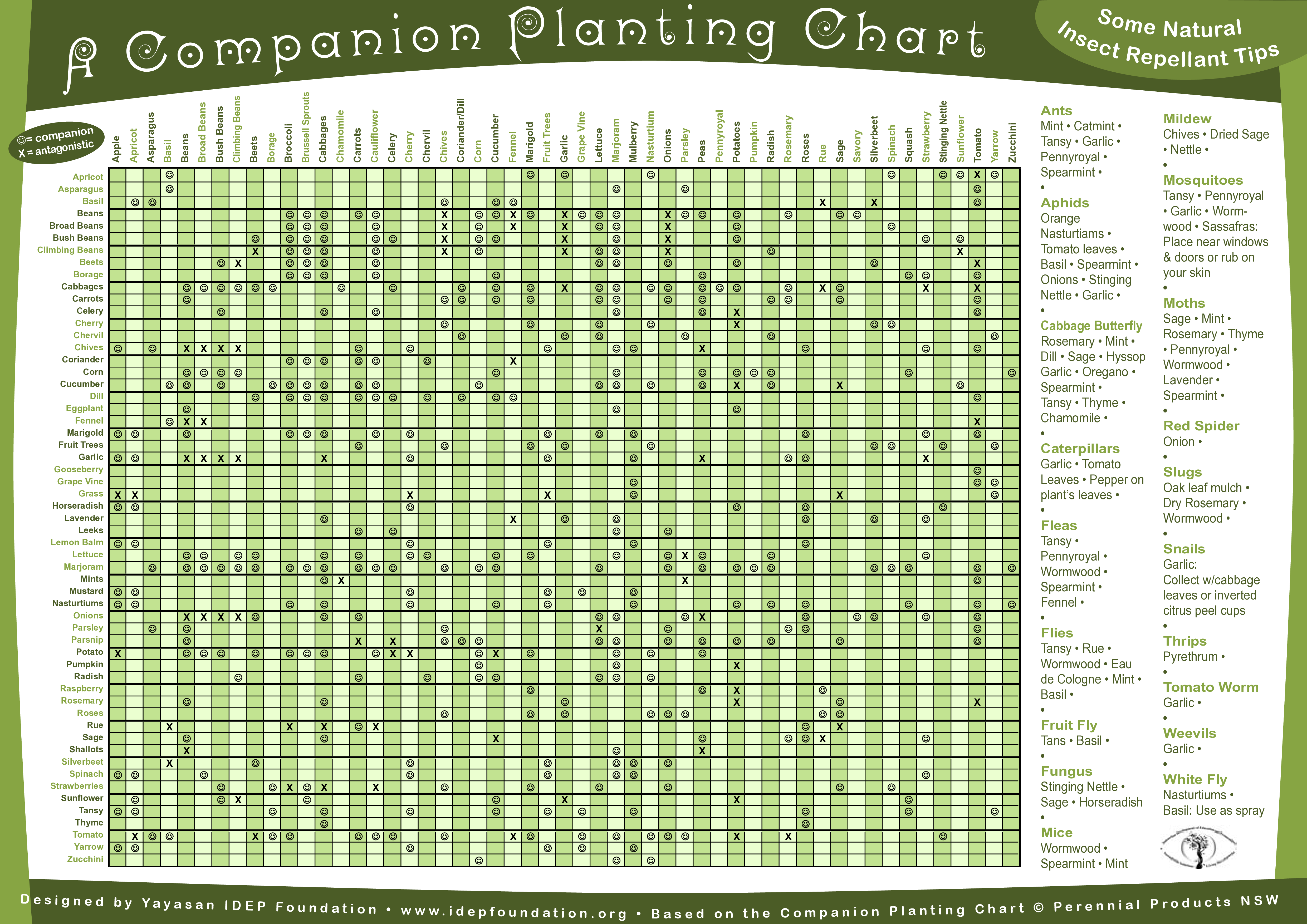 Companion Planting Chart: Beans, Garlic, Basil, and Tansy - Get Your ...