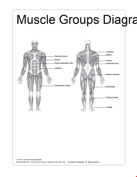 human muscle chart - comprehensive guide to muscular anatomy for fitness and anatomy enthusiasts template