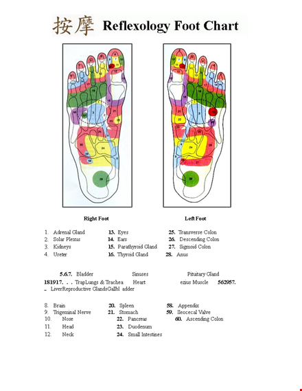 basic foot reflexology chart template