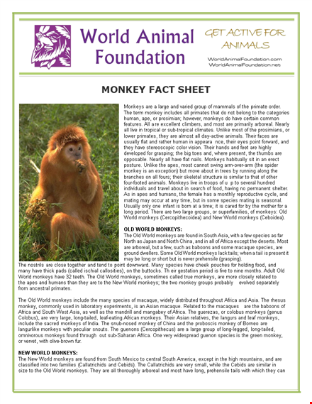 create professional fact sheets for monkeys and other animals - fact sheet template template