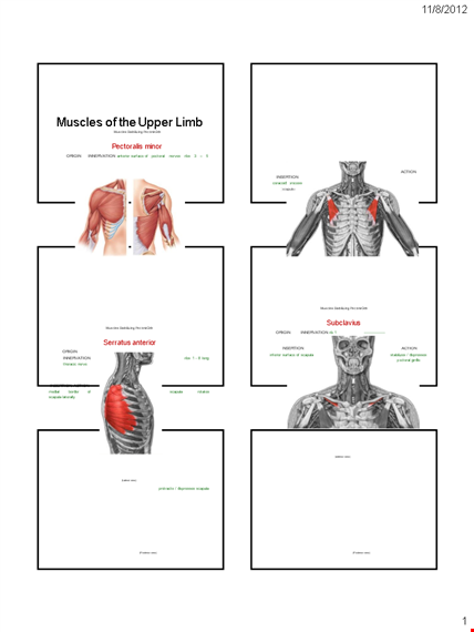 muscle chart arm template