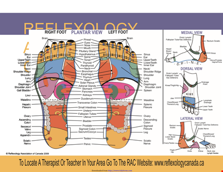 therapist foot reflexology chart template