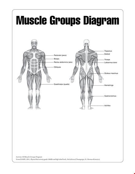 human muscle chart template