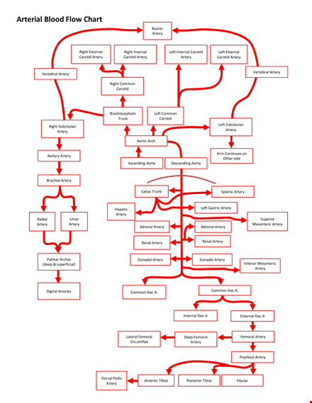 common carotid artery flow chart | right side flowchart template