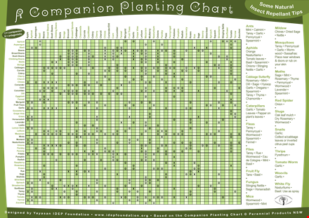 companion planting chart: beans, garlic, basil, and tansy - get your printable template